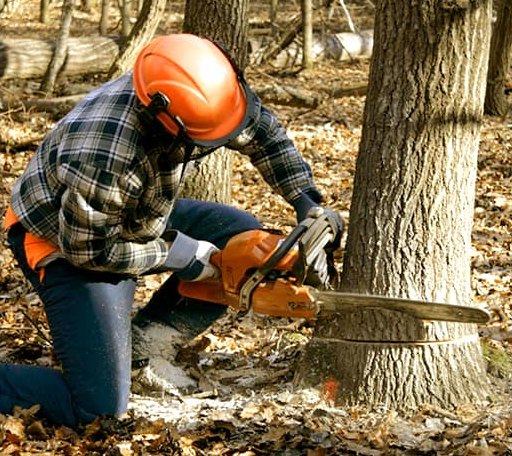 Tree Removal in Webb, IA